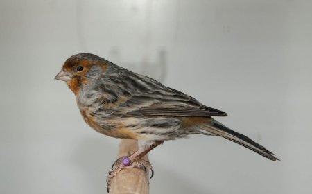 8 Keuntungan Memelihara Burung Kicau dan Cara Merawatnya Agar Tetap Prima