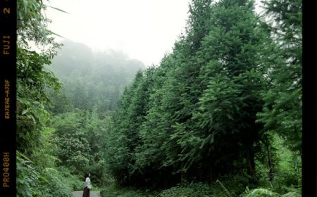 Mengapa Jalan Kaki Setelah Makan Bisa Bikin Tubuh Lebih Sehat?