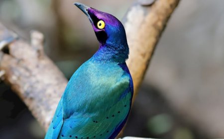 Burung Starling Jadi 'Flashdisk Hidup': Fakta Mengejutkan Eksperimen Digital