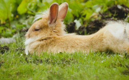 Menghidupkan Malam Outdoor: Panduan Lengkap Menikmati Nonton Film dengan Proyektor di Kebun