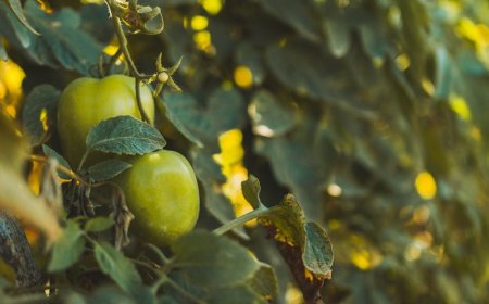 Rancang Liburan Kreatif: Itinerary Seru di Taman Belakang Rumah Anda