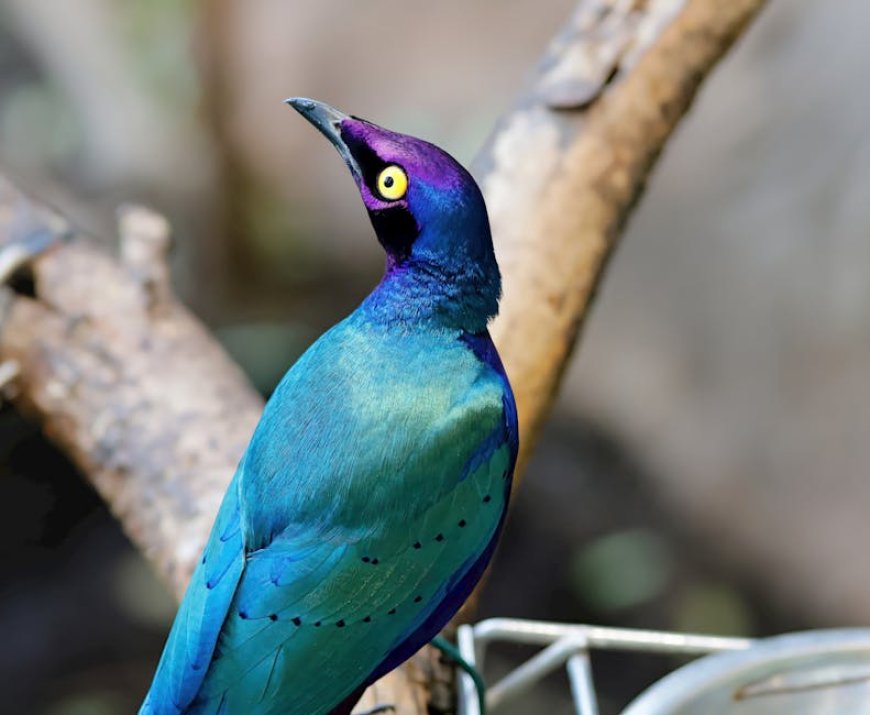 Burung Starling Jadi 'Flashdisk Hidup': Fakta Mengejutkan Eksperimen Digital