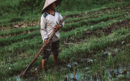 Rahasia Sukses Aura Farming: Panen Melimpah hingga 30% Lebih Banyak!