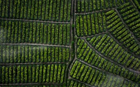 Aura Farming: Inovasi Pertanian Viral dari Riau yang Bikin Panen Melimpah