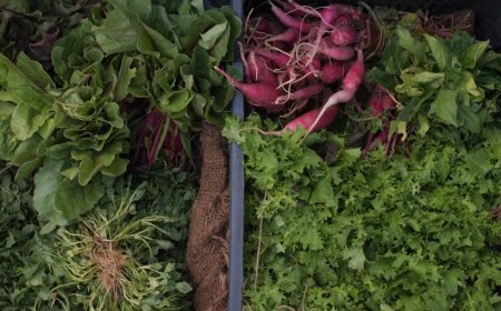 Teknik Aura Farming: Solusi Pertanian Modern Tanpa Bahan Kimia