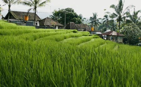Viral! Anak Muda Riau Mendunia Lewat Aura Farming, Begini Rahasianya
