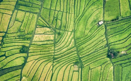 Kenapa Aura Farming Jadi Perbincangan Hangat di Dunia Agrikultur?