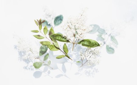 Mengungkap 7 Rahasia Ampuh Manfaat Matcha: Teh Herbal Viral dari Jepang yang Wajib Kamu Tahu