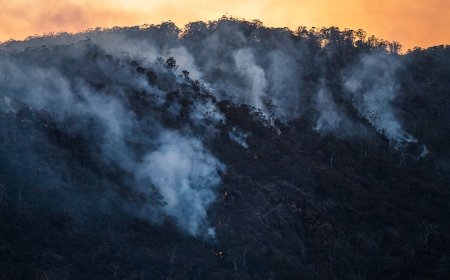 Eropa Terbakar: Gelombang Panas dan Kebakaran Hutan Pecahkan Rekor, Apa Dampaknya ke Kita?