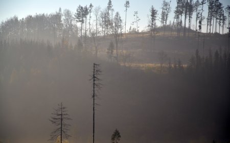 Evakuasi Massal di Kanada: Krisis Kebakaran Hutan Terburuk Ancam Ekosistem dan Ribuan Warga