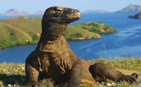 Menyusuri Jejak Naga di Pulau Komodo: Rute Rahasia, Aktivitas Seru, dan Tips Aman 2025
