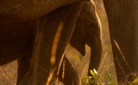 Bukan Sihir! Ini 5 Rahasia Sukses Animasi Film 'Jumbo' yang Gulingkan Tahta Frozen 2