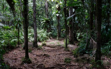 Bukan Sekadar Tren: Panduan Lengkap Menjadi Traveler Cerdas dalam Era Wisata Hijau 2025