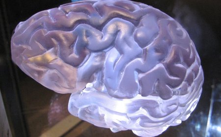 Begini Cara Neuroplastisitas Otak Ubah Hidup Kamu!