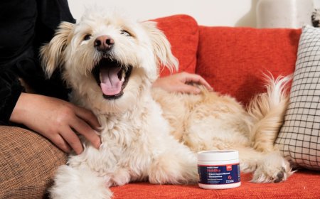 Cara Aman dan Efektif Menggosok Gigi Hewan Peliharaan