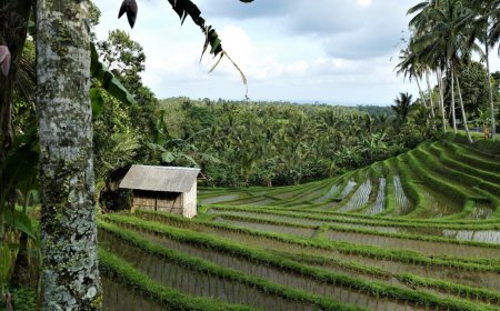 Bukan Sekadar Liburan: Bagaimana Ekowisata Membangun Ekonomi Desa dari Nol