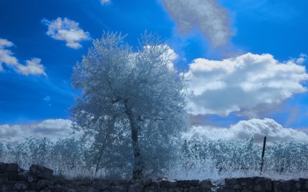 Bukan Cuma soal Gambar, Ini 5 Perbedaan Filosofi Studio Ghibli vs Disney yang Bikin Filmnya Beda Kelas