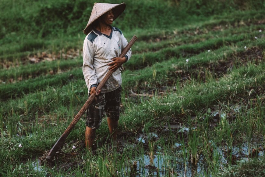 Rahasia Sukses Aura Farming: Panen Melimpah hingga 30% Lebih Banyak!
