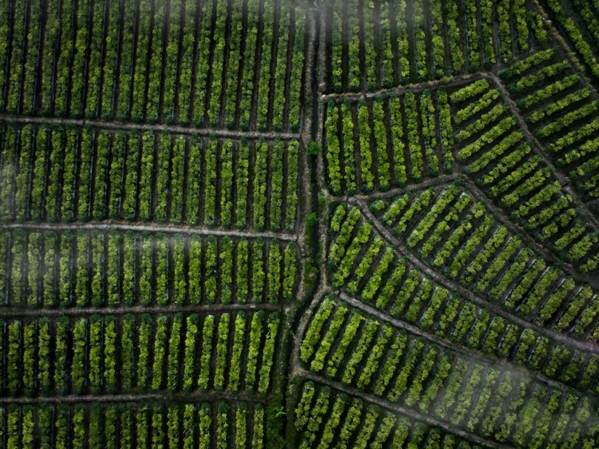 Aura Farming: Inovasi Pertanian Viral dari Riau yang Bikin Panen Melimpah