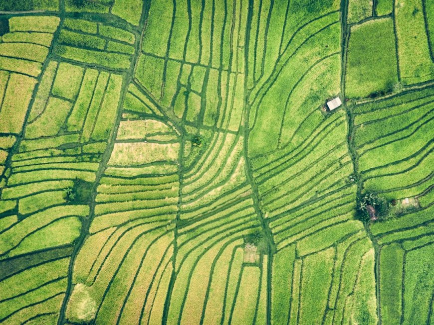 Kenapa Aura Farming Jadi Perbincangan Hangat di Dunia Agrikultur?