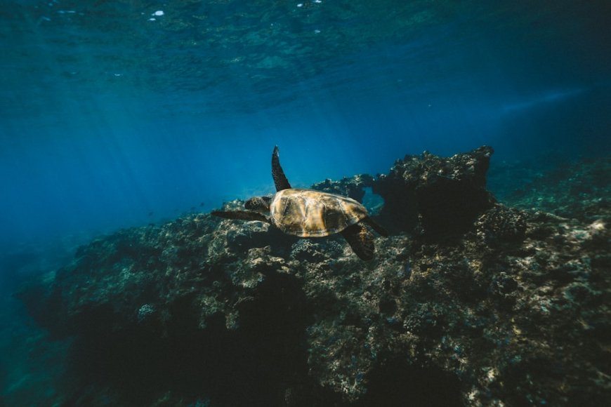 Raja Ampat Beyond the Surface: Menyelami Hidden Gems dan Surga Laut Rahasia Papua