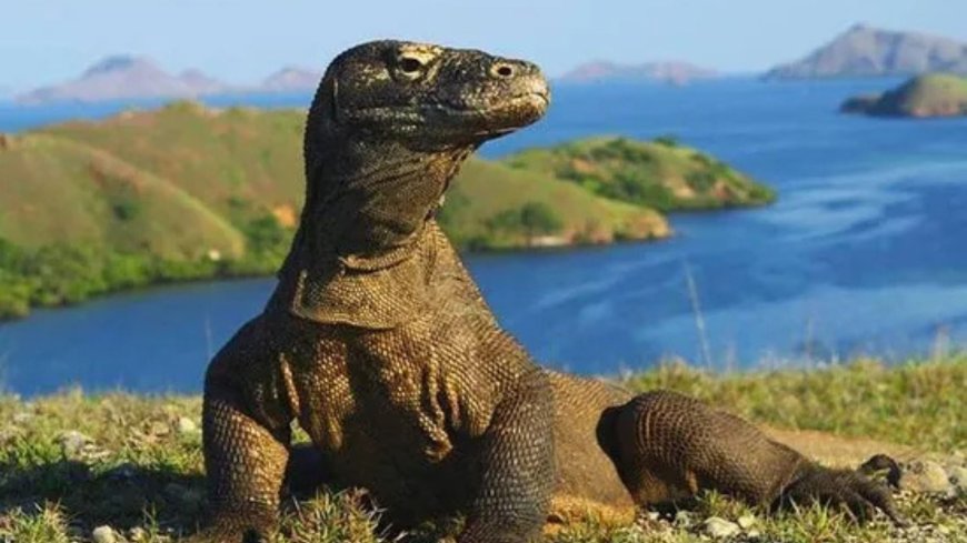 Menyusuri Jejak Naga di Pulau Komodo: Rute Rahasia, Aktivitas Seru, dan Tips Aman 2025