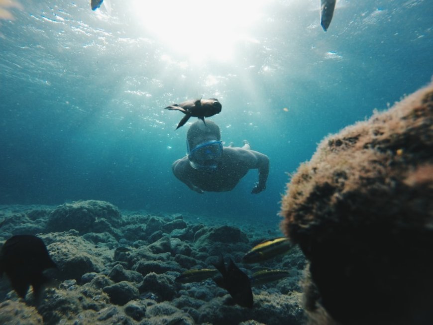 Galapagos Tanpa Rombongan: Panduan Orang Dalam untuk Menemukan Surga Tersembunyi Ekuador