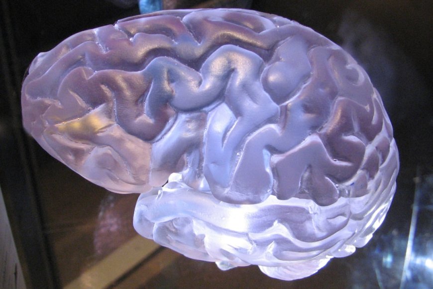 Begini Cara Neuroplastisitas Otak Ubah Hidup Kamu!