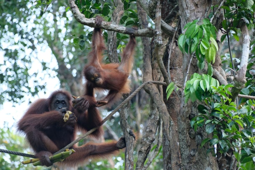 5 Surga Ekowisata Tersembunyi di Indonesia: Lebih dari Sekadar Liburan, Ini Misi Penyelamatan!