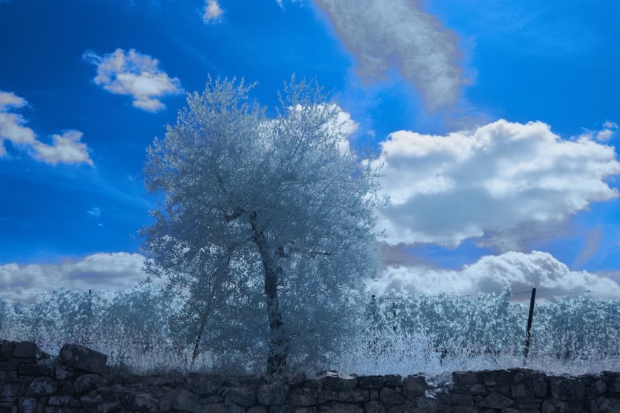 Bukan Cuma soal Gambar, Ini 5 Perbedaan Filosofi Studio Ghibli vs Disney yang Bikin Filmnya Beda Kelas