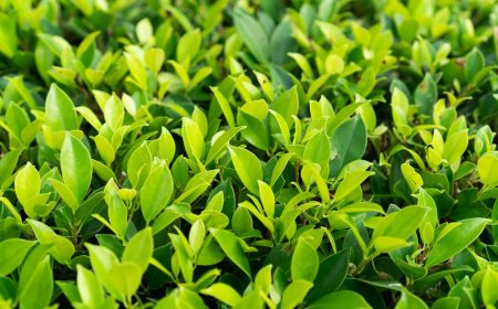 Lupakan Jus Detoks Mahal Tubuhmu Sudah Punya Sistem Canggih