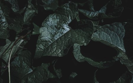 Mitos Makanan Super yang Bisa Membuat Anda Jenius Semalam Terbongkar