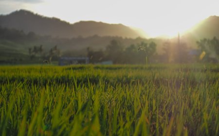 Bukan Cuma Mainan Begini Drone Mengubah Wajah Pertanian Indonesia