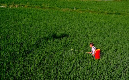 Revolusi Senyap Drone Pertanian Mengubah Cara Petani Modern Bekerja