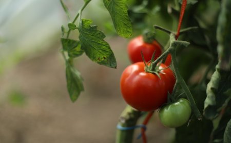 Robot Pemanen Otomatis Selamatkan Pertanian dari Krisis Tenaga Kerja