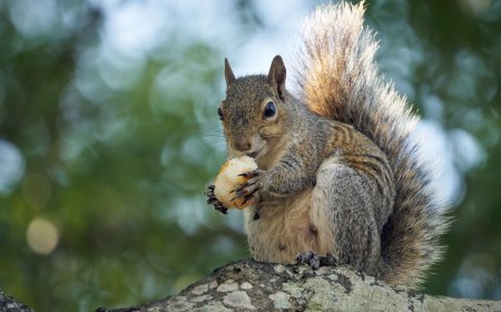 Meta Rilis Vibes! Feed AI Penuh Karakter Lucu dan Selfie Mesir, Kamu Wajib Tahu!