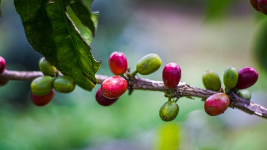 7 Surga Kopi Specialty Indonesia yang Mengubah Cara Kamu Minum Kopi