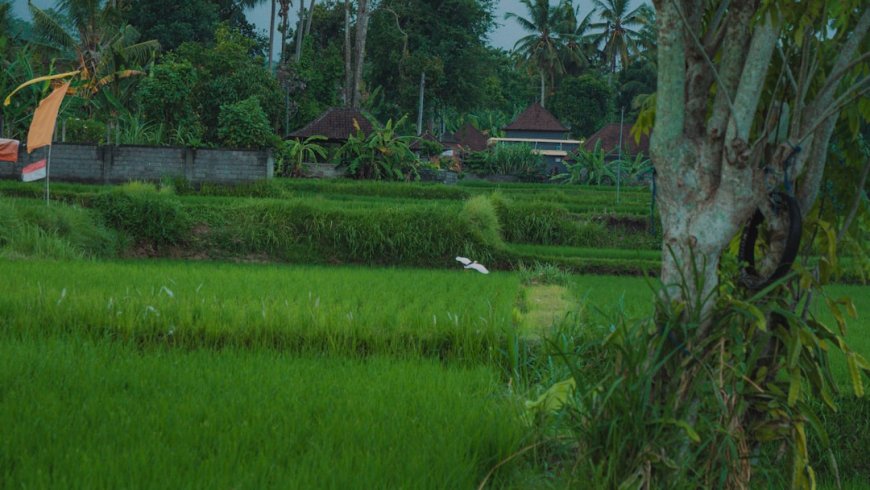 Kenapa Teknologi Pertanian Canggih Belum Sampai ke Sawah Petani Kita