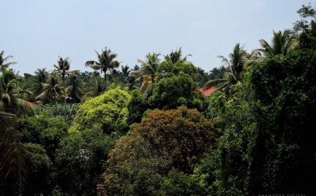 Drama Sawit Global Hadapi Aturan Eropa: Sertifikasi ISPO RSPO Masa Depan