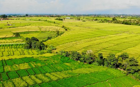 Indonesia Agresif Ganti Haluan Dagang Lawan Pembatasan Biodiesel