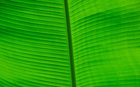 Indonesia Lawan Banding WTO Uni Eropa Mengapa Sawit Kita Krusial