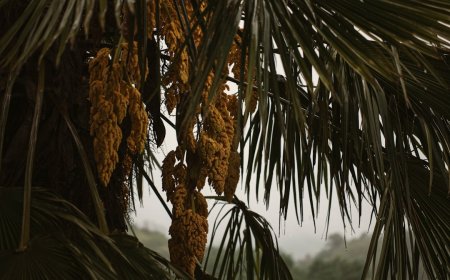 Terbongkar Dampak Konflik Biodiesel Uni Eropa ke Petani Sawit Indonesia