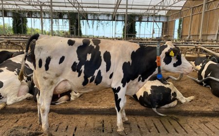 Bukan Cuma Manusia, Sapi Juga Pakai Gadget Canggih di Lehernya!