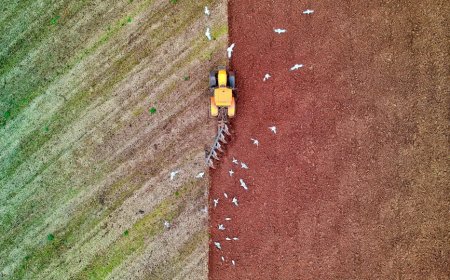 Gadget Terbaru Jepang: Drone Laser Usir Burung, Lindungi Pertanian!