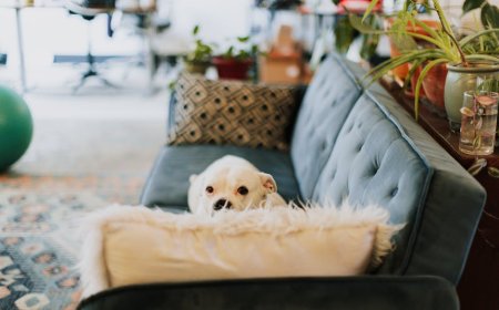 7 Tanaman Hias Aman untuk Hewan Peliharaan di Rumah