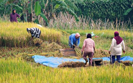 Subsidi LPG 3 Kg Makin Ketat Bagaimana Ini Mempengaruhi Keuangan Anda