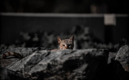 Google Pixel Watch 4 Wear OS Terbaik? Intip Fitur Canggihnya Sekarang!