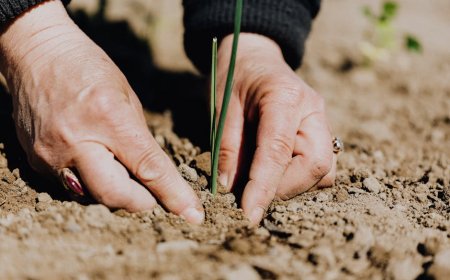 Pertanian Sumbang PDB Tertinggi, Peluang Investasi Finansial Menjanjikan?