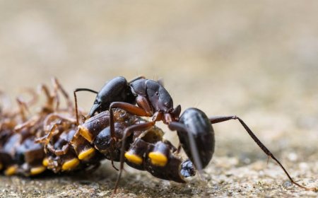 TRUMP Meme Coin Berjuang Selamat, Rencana Penyelamatan Rp3 Triliun!