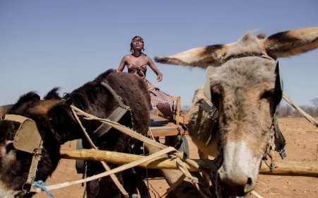 Menguak Sistem Pertanian dan Ekonomi Jawa Kuno Abad 8-10 Lewat Prasasti